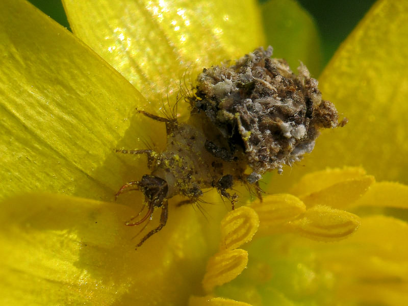 Chrysoperla carnea (Stephens, 1836)